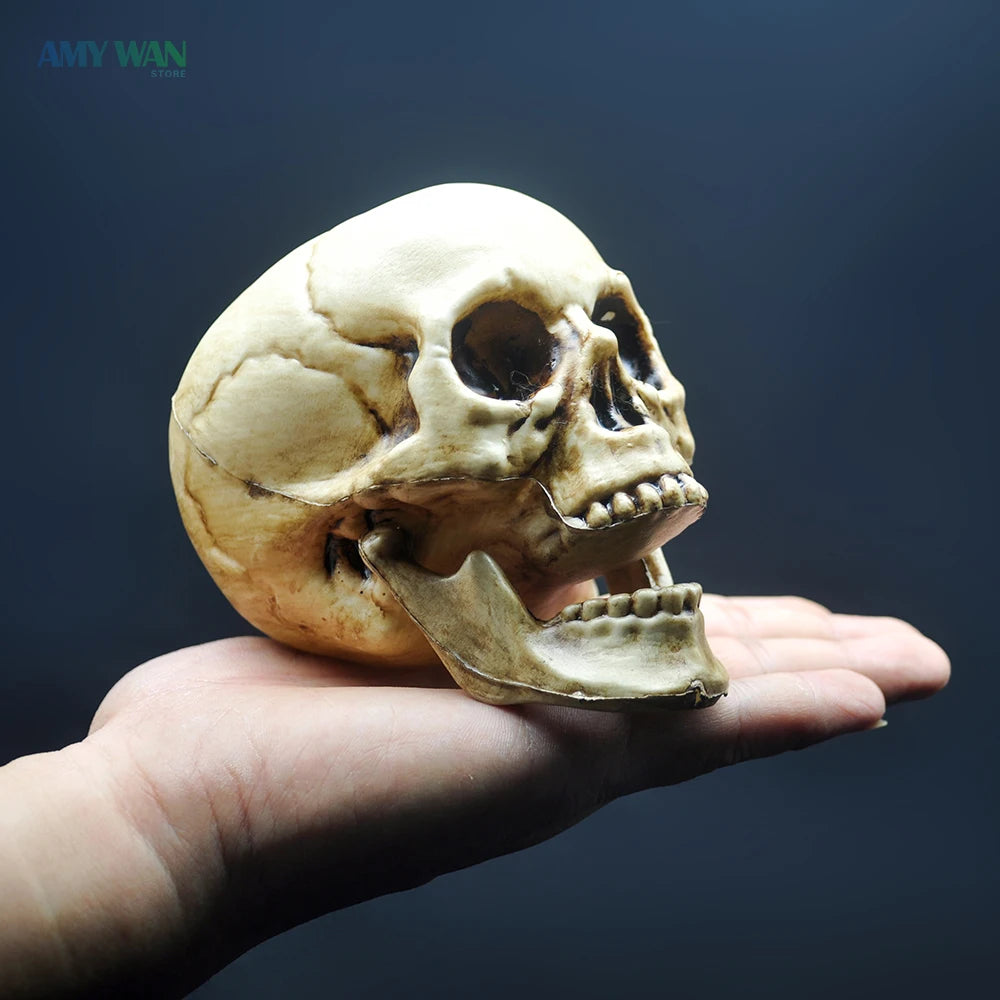 Skull Decor Prop Skeleton Head Plastic 1:1 Model Halloween Style Haunted House Party Home Decoration Game Supplies High Quality