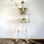 Halloween Realistic Body Bones Life Size Human Skeleton With Posable Joints Simulation Skull Ornament Haunted House Horror Props