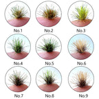 Micro Miniature Grass Cluster Model Sand Scene DIY Material Realistic Grass Tuft Miniature Grass Bushes Plant Cluster Scenery