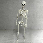 Posable Halloween Human Skeleton Prop Lifelike Skull Bones Scary Decoration for Haunted House Theme Party Cosplay Event Decor