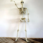 Halloween Realistic Body Bones Life Size Human Skeleton With Posable Joints Simulation Skull Ornament Haunted House Horror Props