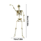 Halloween Realistic Body Bones Life Size Human Skeleton with Posable Joints Simulation Skull Ornament Haunted House Horror Props