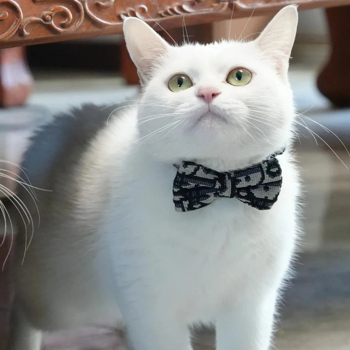 Pet Stuff Accessories Cats Items Detachable Collar Series Accessories Dogs Collars Guides Supplies Leash Kittens Pets