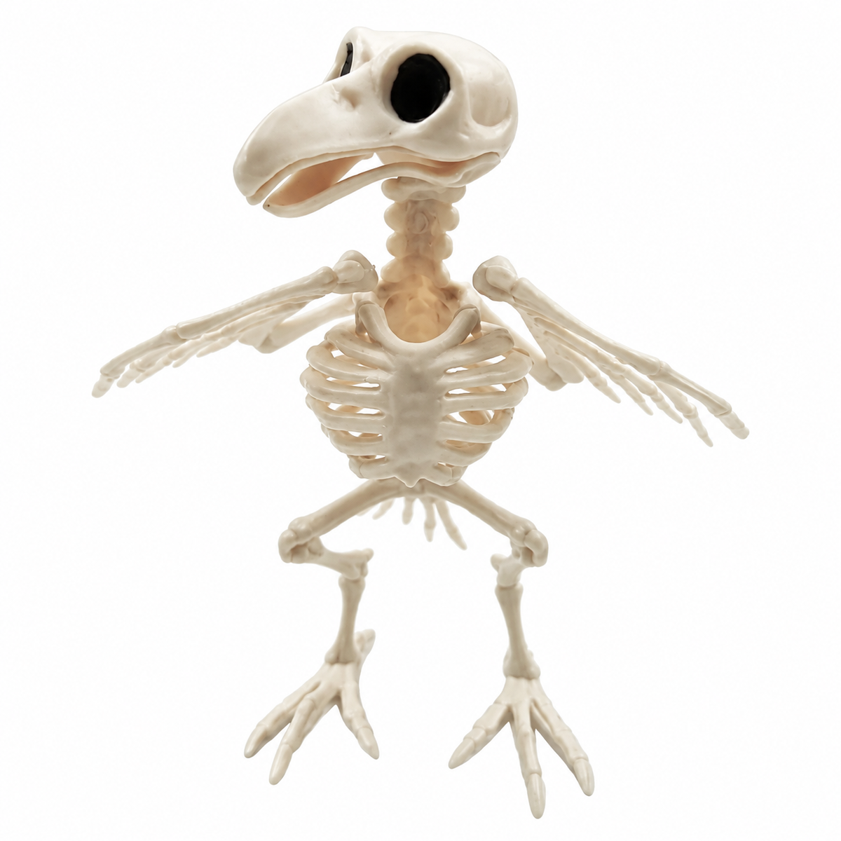 Crazy Bone Skeleton Raven Plastic Animal Skeleton Bones Horror Halloween Party Prop Decoration Bird Crow Skeleton Decoration — white background